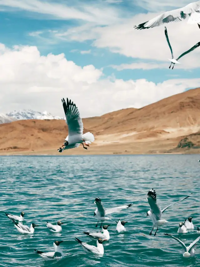Explore Tibet with Kids: Lhasa–Mount Kailash Family Tour Guide