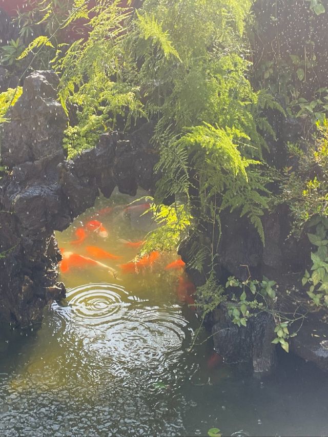 一點不比杭州西湖差，榕江西湖也有著自己獨特的韻味。