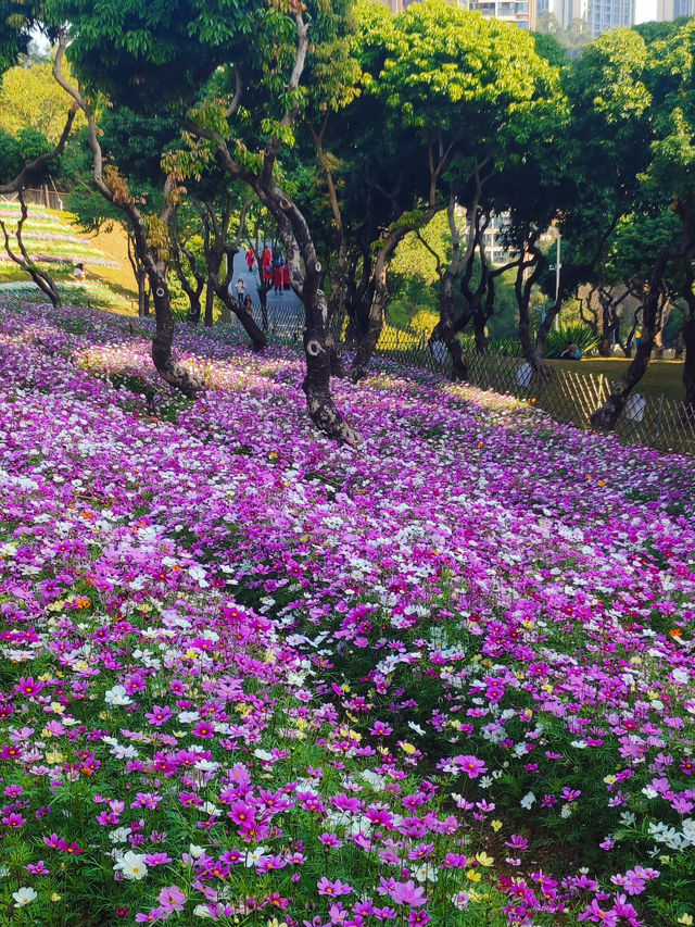 #深圳市西麗生態公園：格桑花的綺麗世界