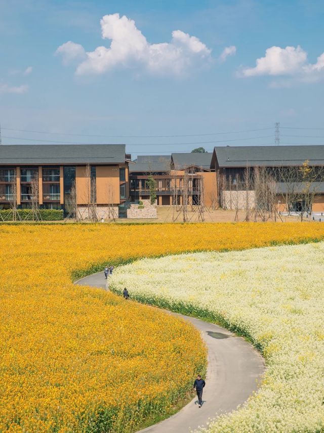 誰懂啊成都這片花海滿足了我對春天的嚮往