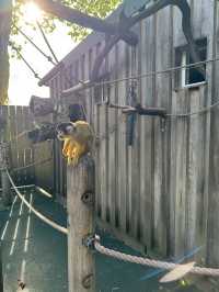 A Visit to London Zoo