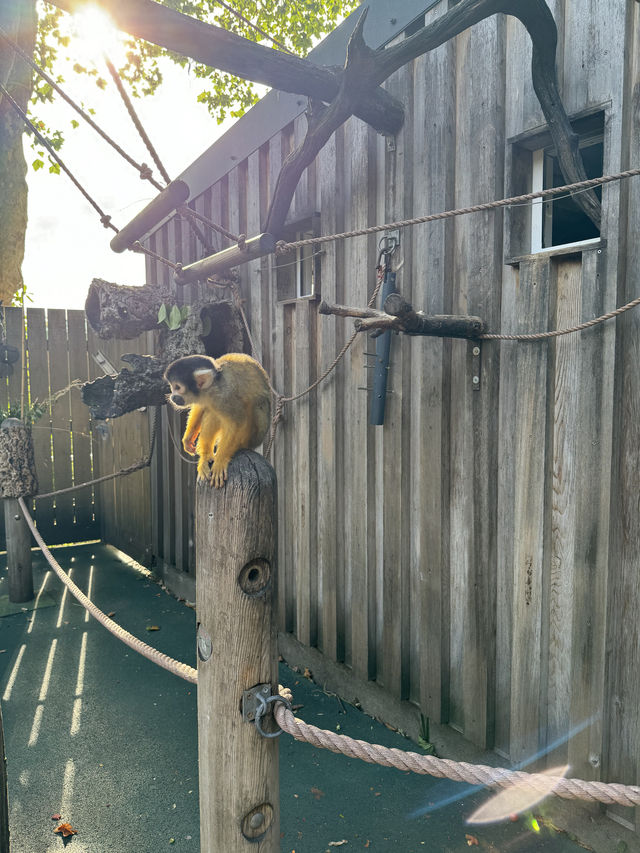 A Visit to London Zoo