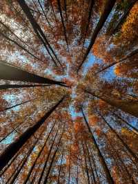 🍂 深圳的秋冬美景 - 蓮花山落羽杉 🍂