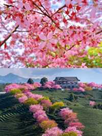 永福受罪已回，要去的姊妹慎重。