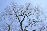 桂林西山公園的臘梅開啦 