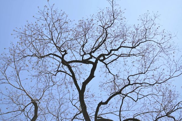 桂林西山公園的臘梅開啦 