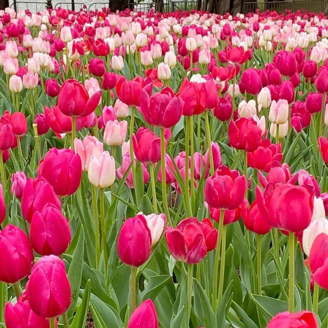 偽出國必去！荷蘭花海浪漫打卡聖地🌷