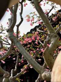 蘇州8座小眾園林的春和景明附賞花遊路線
