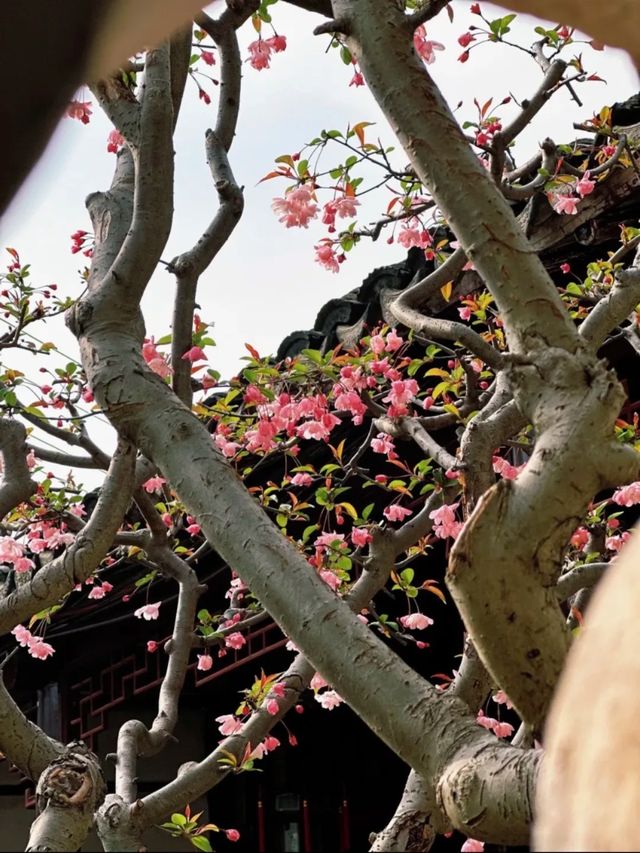 蘇州8座小眾園林的春和景明附賞花遊路線