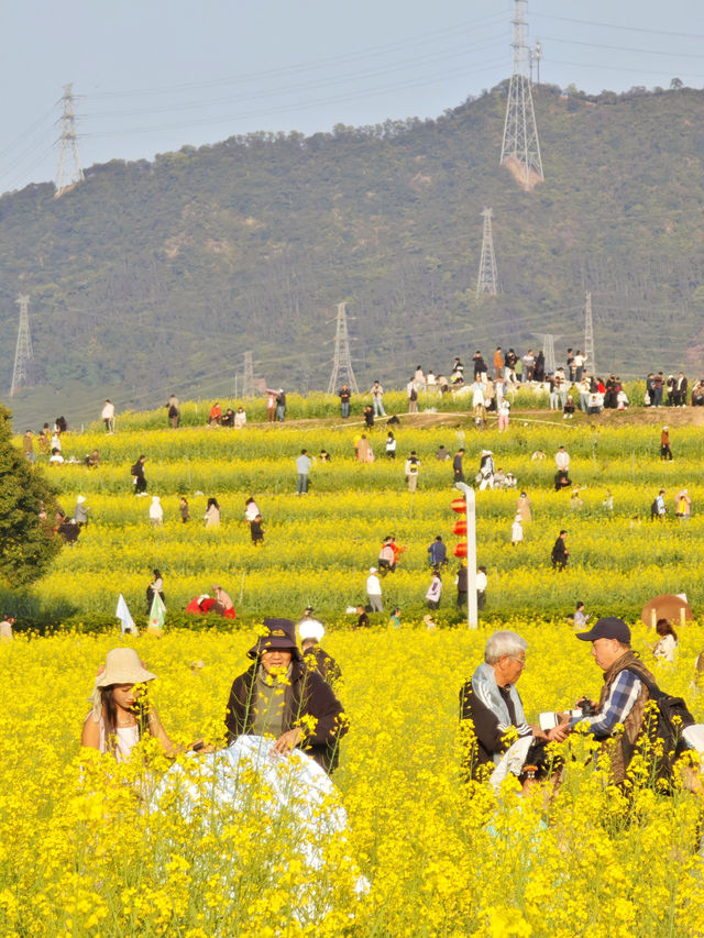 解鎖深圳春日！光明欢乐田園油菜花暢玩秘籍