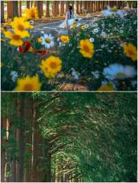 韓國論山市旅遊攻略
