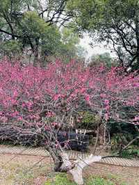 長沙 | 湖南省植物園賞花指南