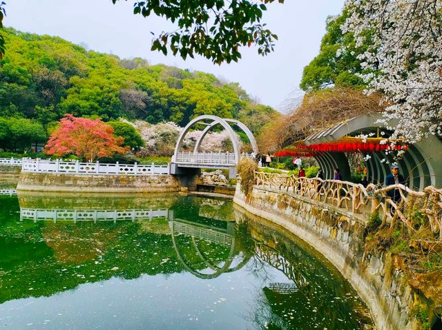 望月公園賞櫻花