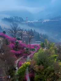 篁嶺梅花盛開（2月27號實拍）