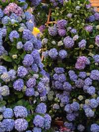 《深圳市天台的繡球花園》