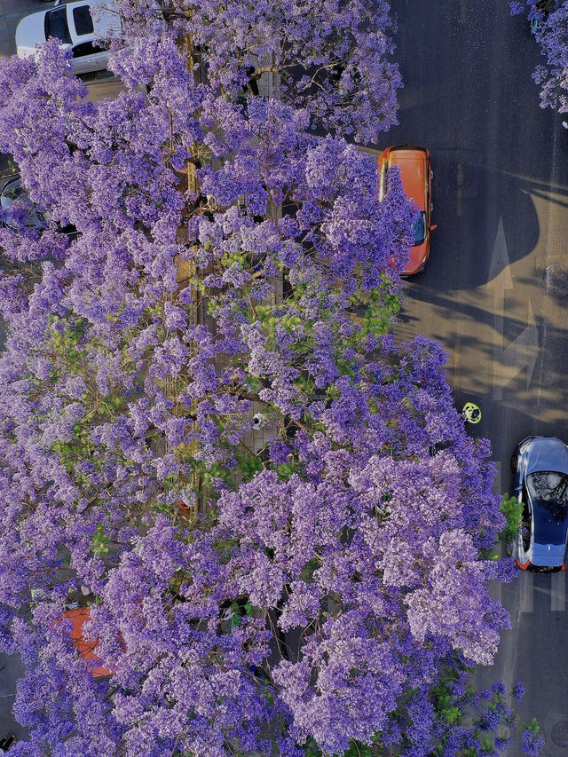 浪漫滿城，醉美花海