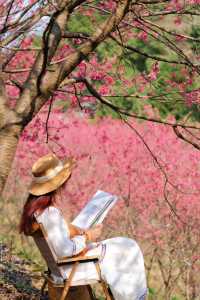 杭州超美櫻花海已到盛花期 錯過等1年