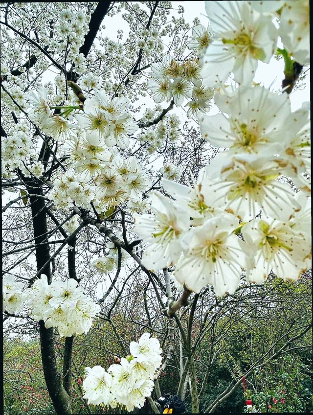 成都植物園｜賞花遛娃露營好去處