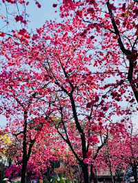 Yuantong Mountain cherry blossoms Calling too 