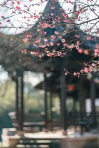 A Journey to Mingzhao Temple for the Blooming Plum Blossoms
