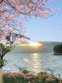 以為雲南只有夏季先好睇，點知 3 - 4 月靚到爆😍