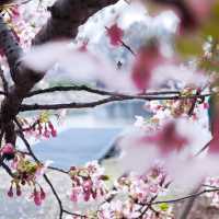 辰山棧道隨拍 | 邂逅隱藏在山林間的小美好🌸