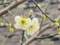 明城牆第十八屆梅花文化節