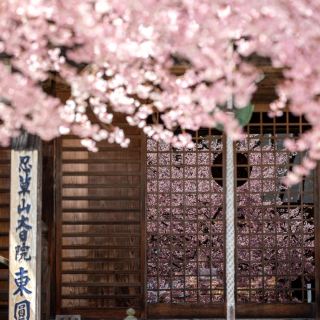 Leave a spring for cherry blossoms in Mount Fuji🌸 It's really beautiful