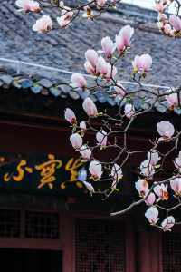 成都這座冷門古寺裡 藏著一棵百年玉蘭美到窒息