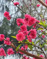 桃花朵朵開