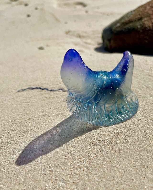 天堂海岸—拉羅湯加島 穆里海灘，大溪地級別嘅夢幻藍