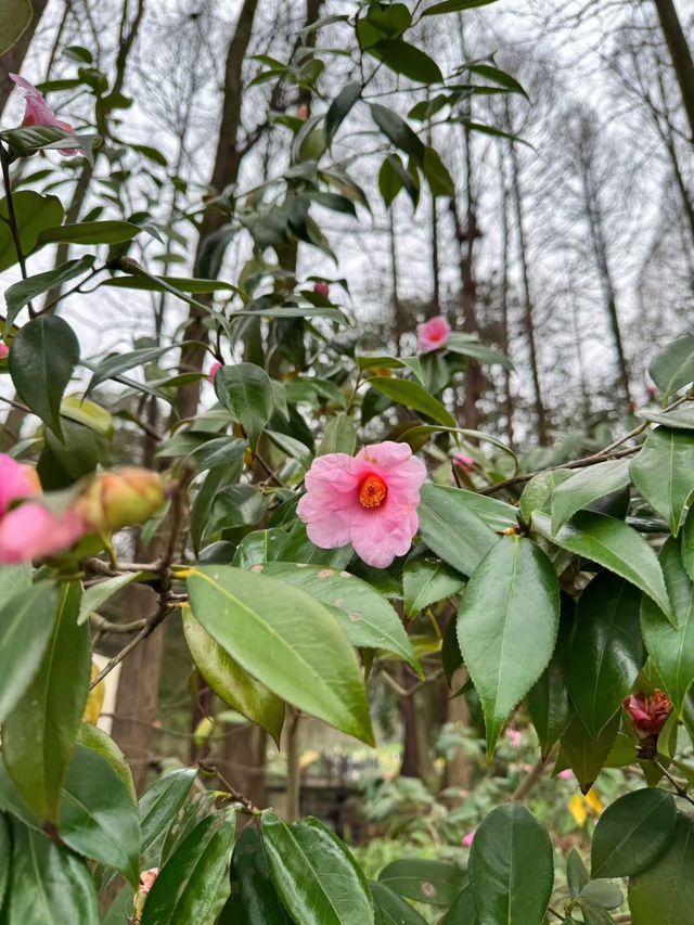 來杭州北山街賞桃花吧～