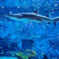 Under the sea! 