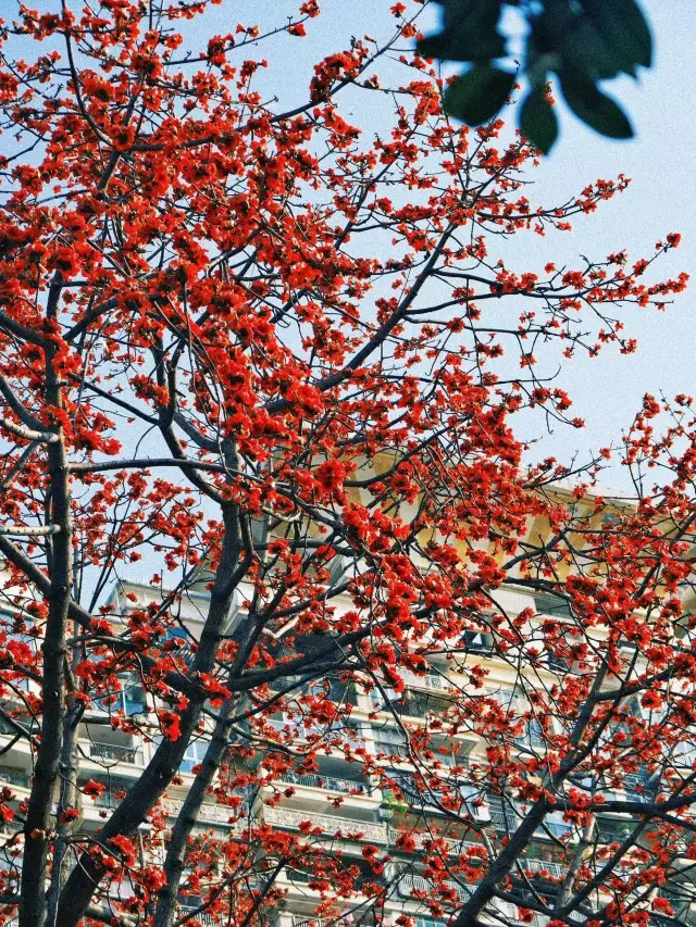 Weekend Getaway|Encounter Vibrant Kapok Flowers in Guangzhou's Romantic Old Town
