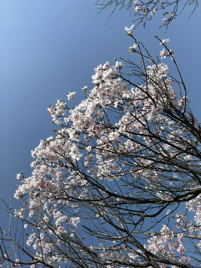狹山池公園：歷史與自然的交響詩 🌸