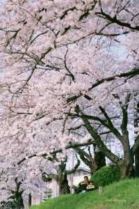 Kyoto and Nara: 4-Day Cherry Blossom Guide 🌸 Detailed Cherry Blossom and Deer Feeding Plan