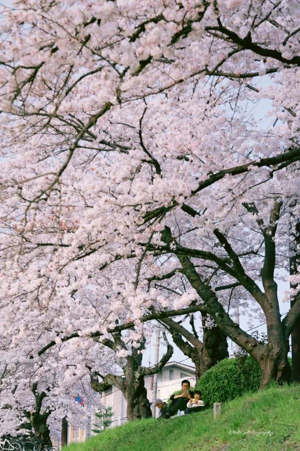 Kyoto and Nara: 4-Day Cherry Blossom Guide 🌸 Detailed Cherry Blossom and Deer Feeding Plan