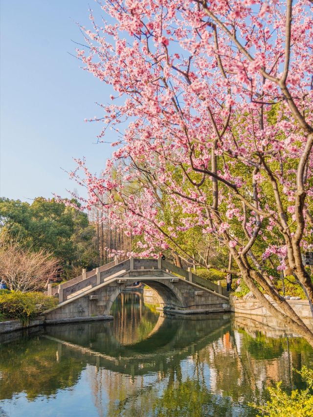 藏身於市區的小眾賞花勝地，人少花多超好拍！