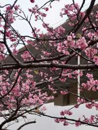 與儀公園，櫻映琉球風情