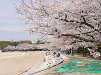 🌸Trip接送機|日本春日出遊指南·名古屋1