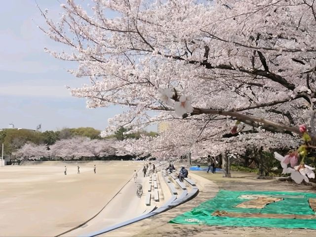 🌸Trip接送機|日本春日出遊指南·名古屋1