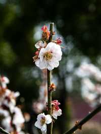 花開海上生態園