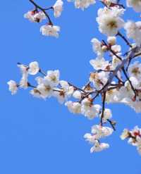 這裡的梅花開成花海