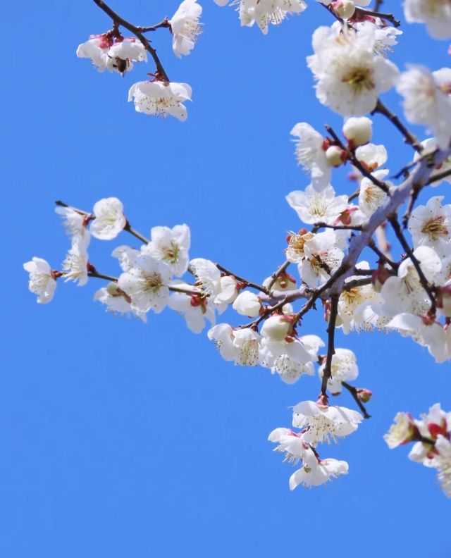 這裡的梅花開成花海