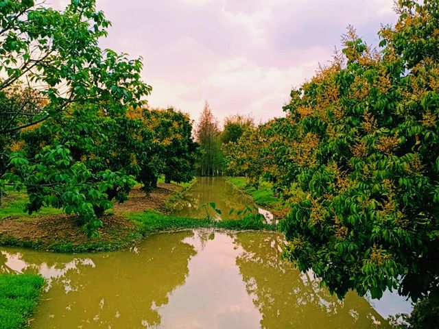 Haokun Wet Land Reserve: Ecological Treasure and Nature Beauty Museum