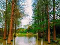 Haokun Wet Land Reserve: Ecological Treasure and Nature Beauty Museum
