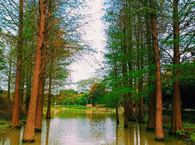 Haokun Wet Land Reserve: Ecological Treasure and Nature Beauty Museum