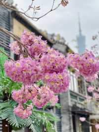 廣州春季賞花攝影點合集（賞花踏青啦）