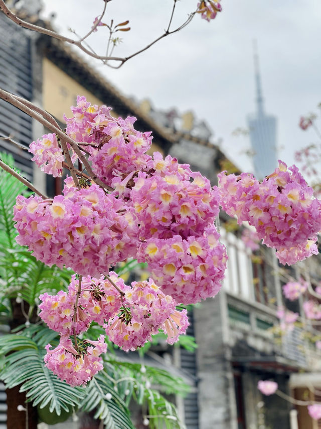 廣州春季賞花攝影點合集（賞花踏青啦）