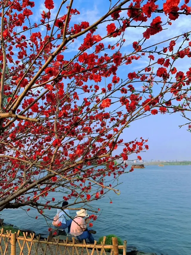 春日限定 | 杭州白堤，來一場桃花之約